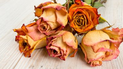 Най-добрият начин да изсушите цветята си