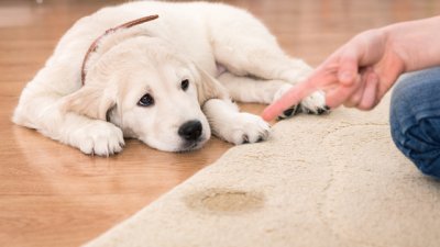 Как да премахнете петна и миризма от урина от килим