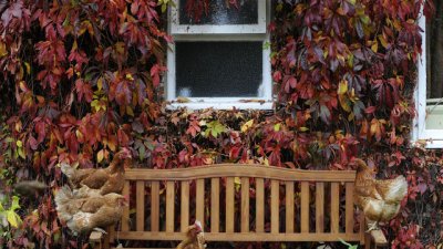 Есенен фитнес в градината