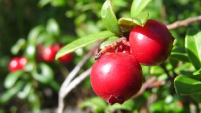 Домашни лекове за пикочни инфекции и начини за превенция