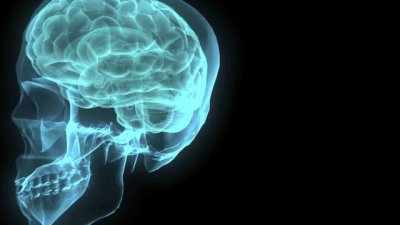 Малкият мозък е с голямо значение