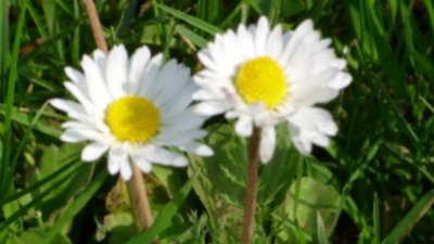 Съветите на баба: Изневяра