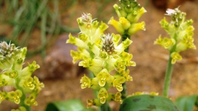 Лахеналия – нежен пламък от Южна Африка