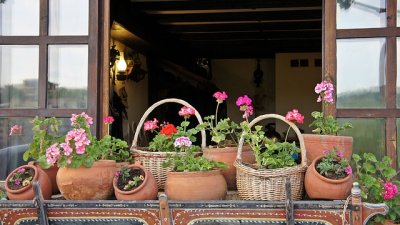 4 задължителни цветя за щастие и пари вкъщи