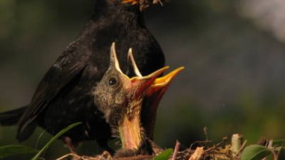 Дундуркаме децата и след пълнолетие