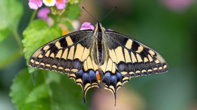 Поверия за празника Пеперуда