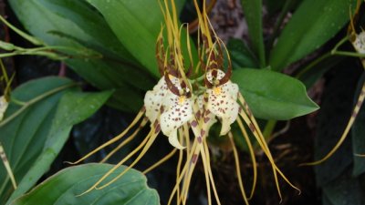 Брасия – орхидеята „паяк“
