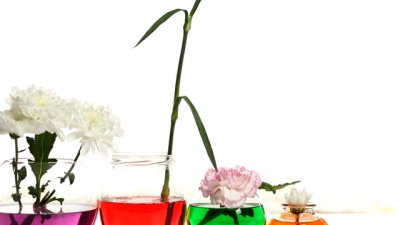 Тест: Изберете си цвете и вижте какво показва за вас