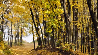 Любов посред есен