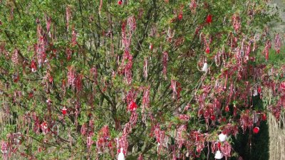 Кога се свалят мартениците?