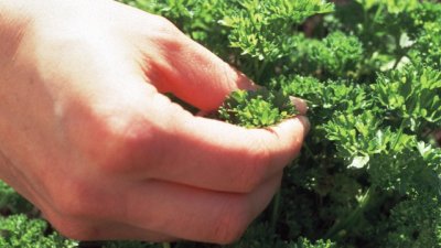 Билкова градина през лятото