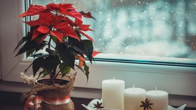 5 съвета как да се грижим за цветето коледна звезда