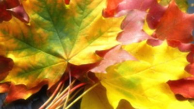 Предложения за почивните дни – 22 и 23 октомври