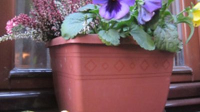 Цветя в саксия през октомври