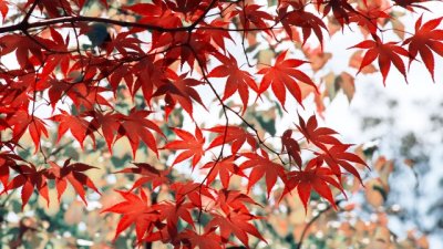 Къде рисува есента