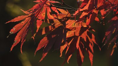 Топли ветрове