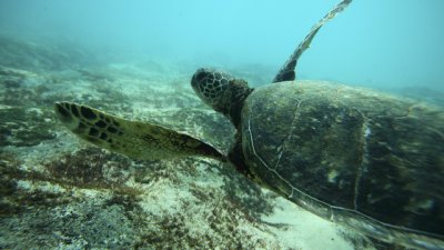 Някои от най-интересните миграции на животни