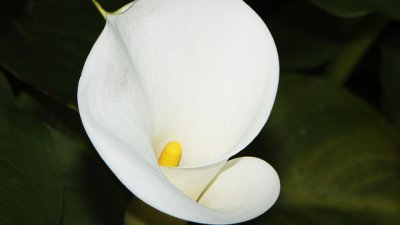 Кала – бялата феерия