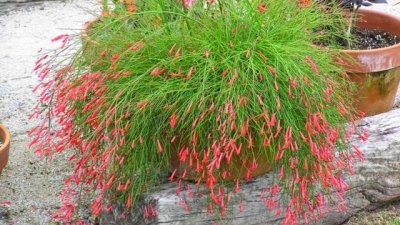 Как да отглеждаме руселията