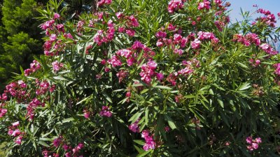 Олеандър – сладък аромат за градината