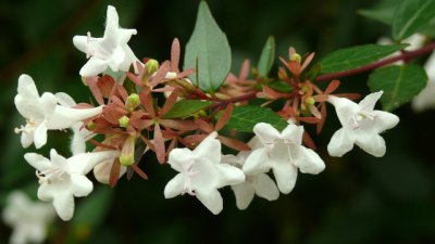 Абелия - жива ограда за градината