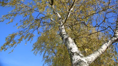 Сок от бреза спира косопада