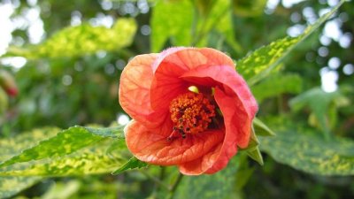 Абутилон – нежен, елегантен и лесен за отглеждане