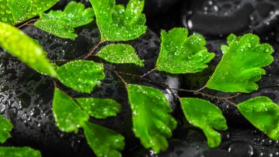 Адиантум – най-красивият сред папратите