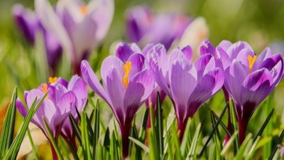 Мисъл на деня за... пролетта