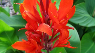 Кана – тропическо вълшебство у дома