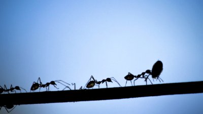 Какво означава, ако сънуваш мравки?