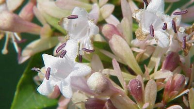 Абелия – цветно градинско украшение