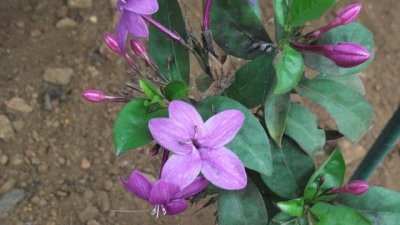 Еантемум – субтропическа цветна експлозия