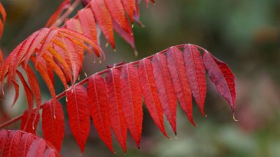 Какво да направим с есенните листа?