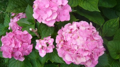 Хортензия – коледна украса по всяко време