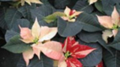 Коледна звезда II