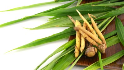 Здравословните ползи от сибирския женшен