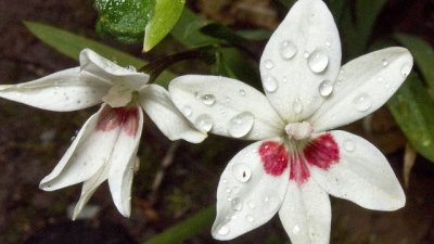 Крехка и нежна фрезия – как да я отглеждаме?