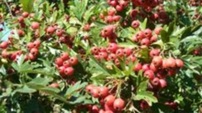 Глогът – красив и лековит