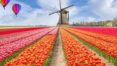 Знаете ли, че... холандците се борят за бъбрек в риалити шоу?