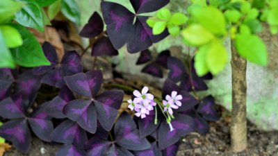 Детелина оксалис – съвети за отглеждане и буен растеж 