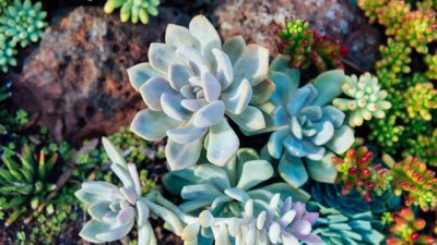 Красиви декорации със сукуленти