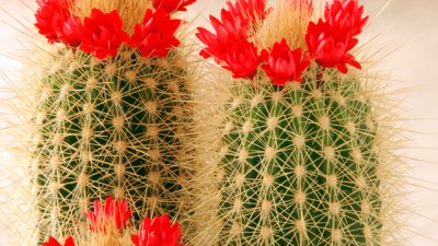 Най-обидните подаръци за женския празник