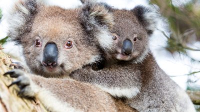 Знаете ли, че... коалата има раздвоен пенис?
