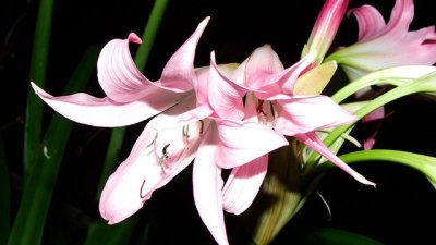 Кринум – прекрасен и нежен