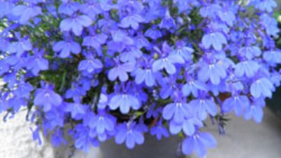 Лобелията – цветните острови на ежедневието
