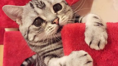 Luhu – котката с тъжно лице (галерия)