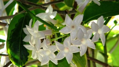 Стефанотис или нежният мадагаскарски жасмин