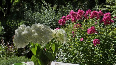 Грешките на начинаещите градинари