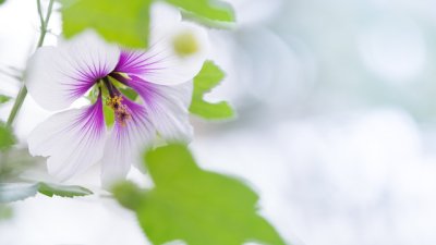 Честит имен ден на Бойко, Бойка, Боян и Бояна!